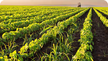 Frontier Dynamic Agro